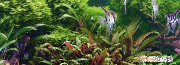 锦鲤不打氧能活多久，鱼缸不供氧气鱼可以活多久