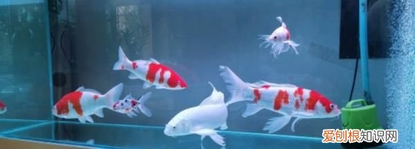 锦鲤不打氧能活多久，鱼缸不供氧气鱼可以活多久