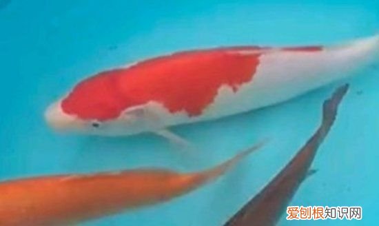 锦鲤不打氧能活多久，鱼缸不供氧气鱼可以活多久