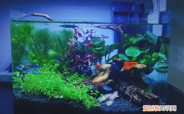 鱼爆缸什么意思，鱼缸爆缸是什么意思 什么是爆缸