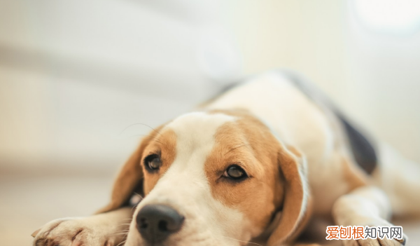 小狗公母如何区分,怎么分辨狗狗公母图片