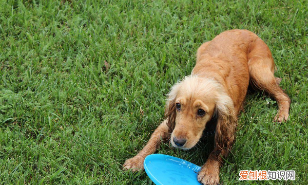 小狗公母如何区分，怎么分辨狗狗公母图片