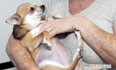 小狗公母如何区分，怎么分辨狗狗公母图片