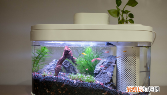 鱼缸里水浑浊怎么处理，鱼缸里的水总是浑浊怎么办