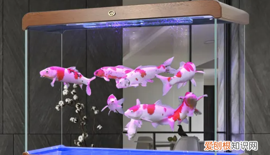 鱼缸里水浑浊怎么处理，鱼缸里的水总是浑浊怎么办