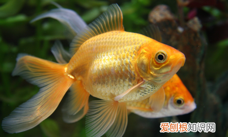 鱼缸放沉木有什么用，放在鱼缸里的沉木有什么用处