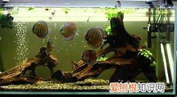 鱼缸放沉木有什么用,放在鱼缸里的沉木有什么用处