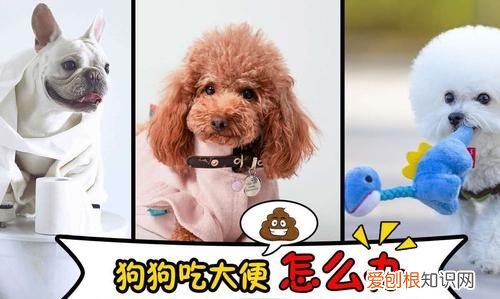 幼犬为什么吃自己的屎，幼犬总是吃自己的屎怎么办