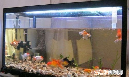 鱼缸跌酸是什么原因,鱼缸水质变黄怎么处理方法