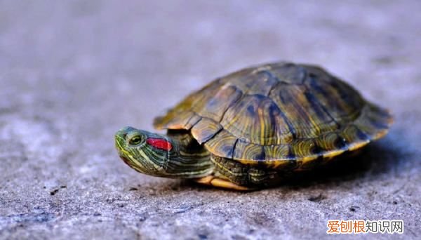 乌龟可以养鱼缸里，乌龟能放鱼缸里养吗