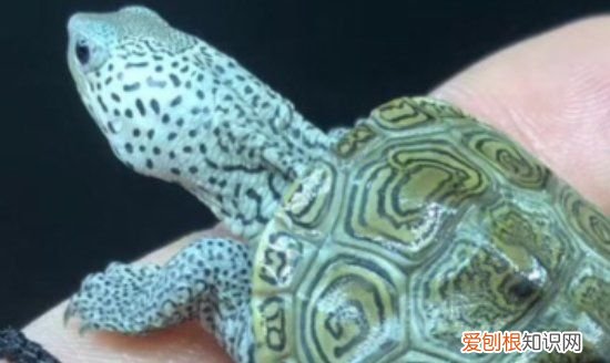 乌龟可以养鱼缸里，乌龟能放鱼缸里养吗