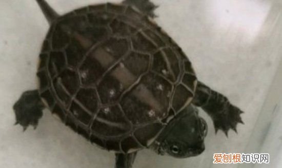 乌龟可以养鱼缸里，乌龟能放鱼缸里养吗