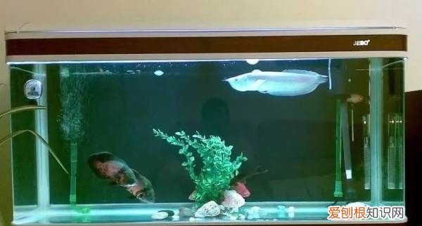 鱼缸加氧泵要一直开,鱼缸增氧泵不吐泡了怎么办