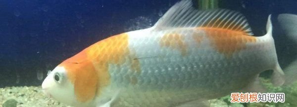 鱼侧身躺能救活，锦鲤侧身躺能救活吗
