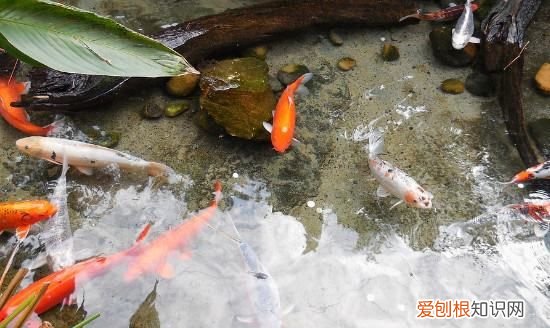 鱼侧身躺能救活,锦鲤侧身躺能救活吗