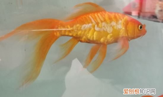 鱼侧身躺能救活，锦鲤侧身躺能救活吗