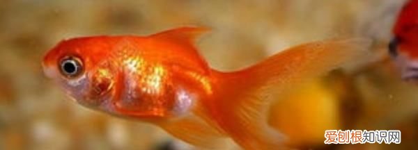 鱼侧身躺能救活,锦鲤侧身躺能救活吗