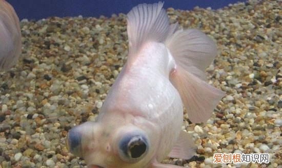 鱼侧身躺能救活,锦鲤侧身躺能救活吗