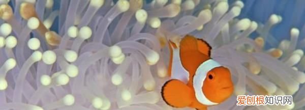 鱼侧身躺能救活，锦鲤侧身躺能救活吗