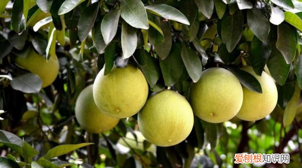 柚子可以放几天，柚子肉放冰箱能保存多久