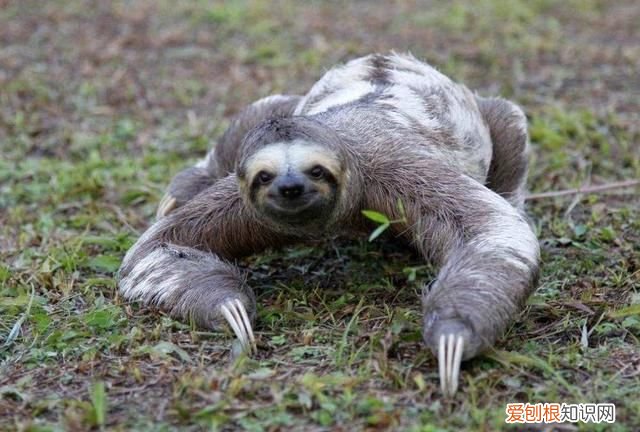 得了水猴子会有生命危险吗,水猴子河童和树懒是同一个生物吗