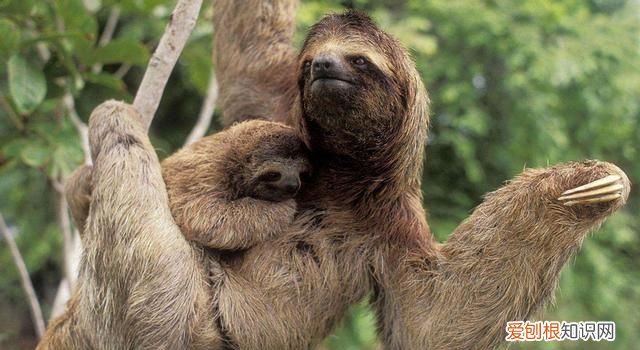 得了水猴子会有生命危险吗,水猴子河童和树懒是同一个生物吗