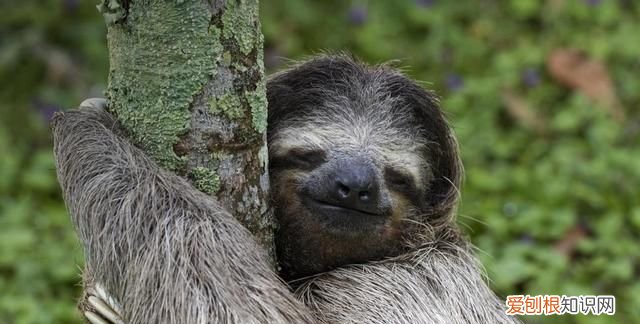 得了水猴子会有生命危险吗,水猴子河童和树懒是同一个生物吗