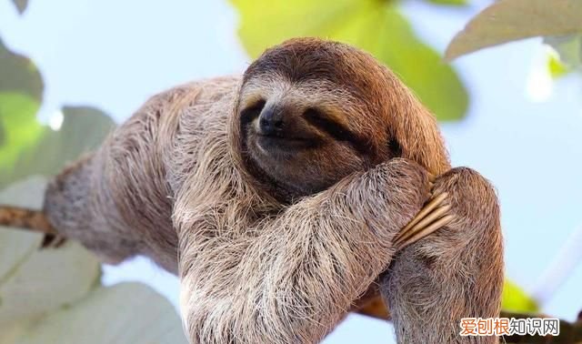 得了水猴子会有生命危险吗,水猴子河童和树懒是同一个生物吗