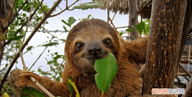 得了水猴子会有生命危险吗,水猴子河童和树懒是同一个生物吗