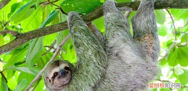 得了水猴子会有生命危险吗,水猴子河童和树懒是同一个生物吗