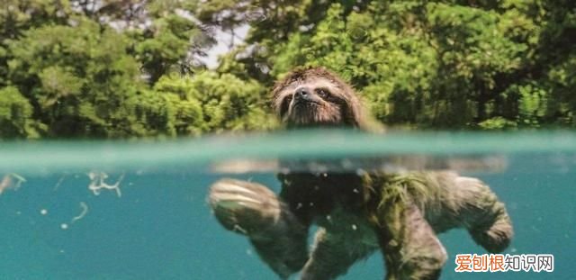 得了水猴子会有生命危险吗,水猴子河童和树懒是同一个生物吗