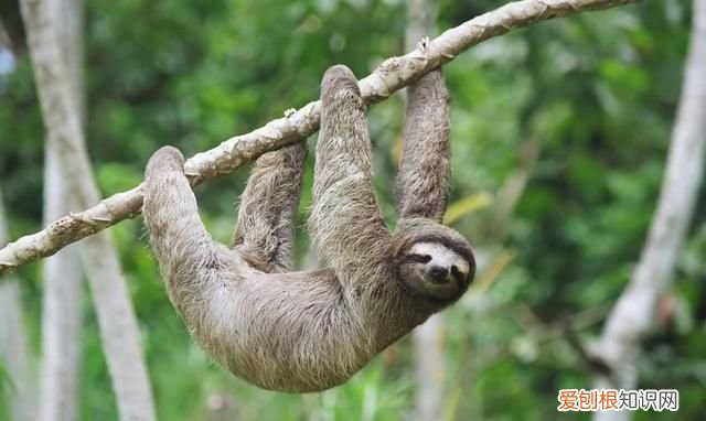 得了水猴子会有生命危险吗,水猴子河童和树懒是同一个生物吗