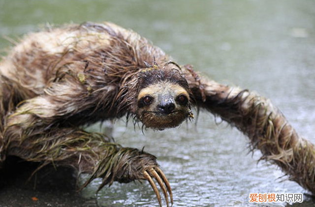 得了水猴子会有生命危险吗,水猴子河童和树懒是同一个生物吗