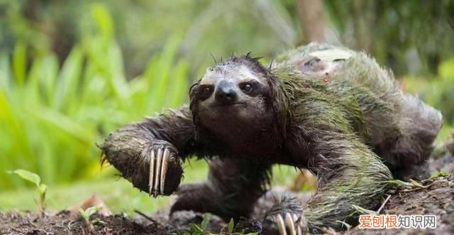 得了水猴子会有生命危险吗,水猴子河童和树懒是同一个生物吗