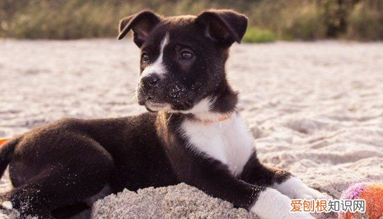 幼犬眼屎多是怎么回事，两个月幼犬有眼屎怎么回事