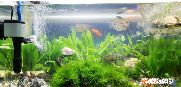 养鱼的水变绿怎么办，养鱼的水变绿了怎么办