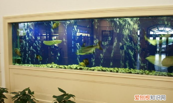 养鱼的水变绿怎么办，养鱼的水变绿了怎么办