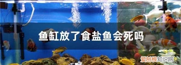 鱼缸放盐对鱼有影响，鱼缸放了食盐鱼会死吗
