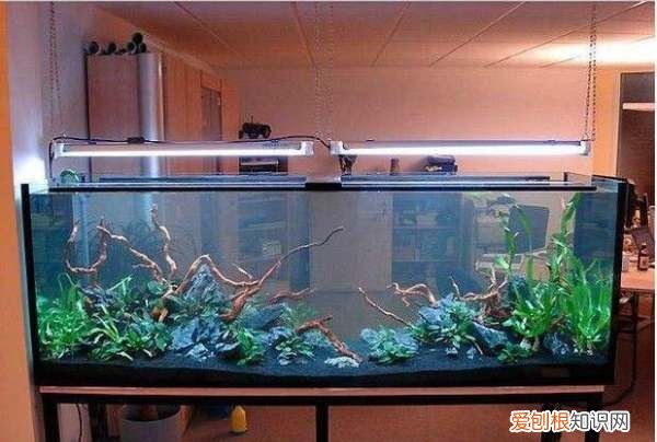 鱼缸用什么消毒，鱼缸里的水用什么消毒最好