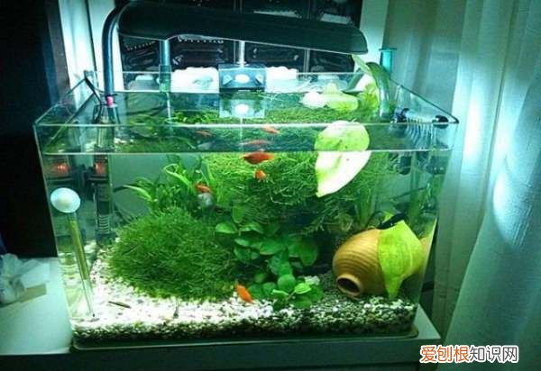 鱼缸用什么消毒，鱼缸里的水用什么消毒最好