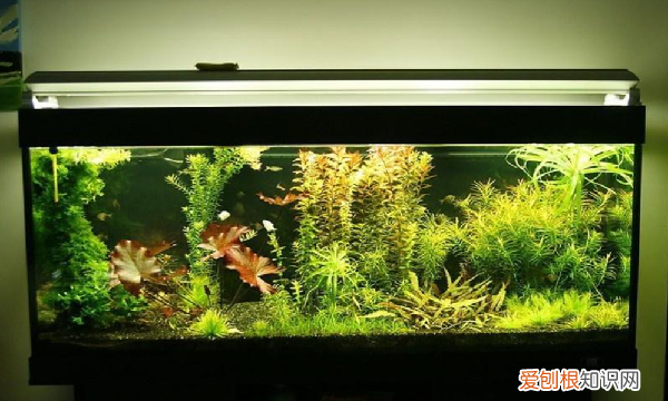 鱼缸用什么消毒，鱼缸里的水用什么消毒最好