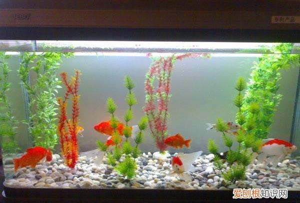 鱼缸用什么消毒，鱼缸里的水用什么消毒最好