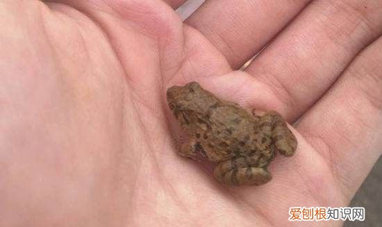 鱼缸里能养青蛙，鱼和青蛙能不能一起养