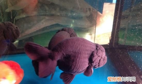 鱼缸壁上的小白点是什么，海水缸背景板上白色点点是什么原因