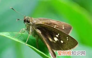 你知道我在等你吗，鱼的耳朵长在什么地方