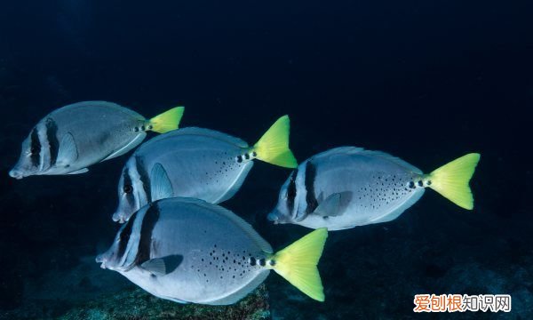 鱼的鼻子起什么作用，鱼儿是用腮呼吸的吗