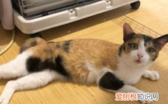 幼猫可以吹空调，小奶猫能不能喝水