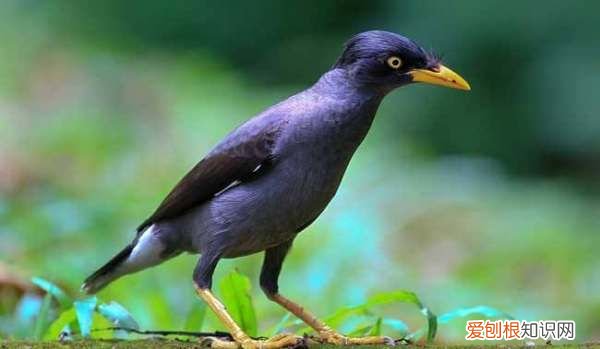 幼鸟需要喂水，八哥雏鸟需要喂水吗