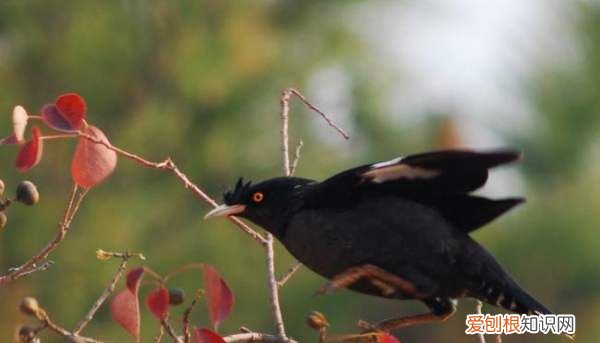 幼鸟需要喂水，八哥雏鸟需要喂水吗