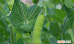 碗豆什么时候可种，豌豆几月份播种最好